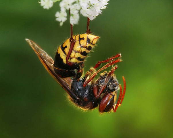 Vespa-crabro 1