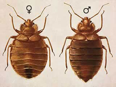 CIMICI DEI LETTI
